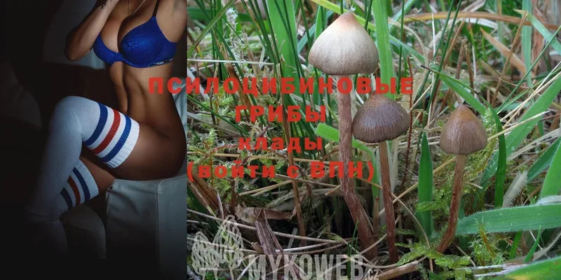 Галлюциногенные грибы Psilocybe  как найти наркотики  Каменск-Шахтинский 